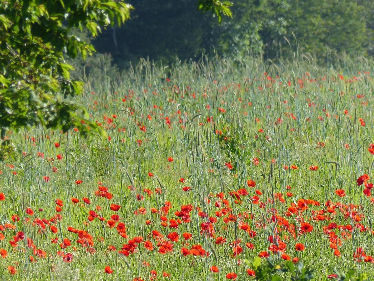 Villa Au Ptit Coquelicot à Houyet Extérieur photo